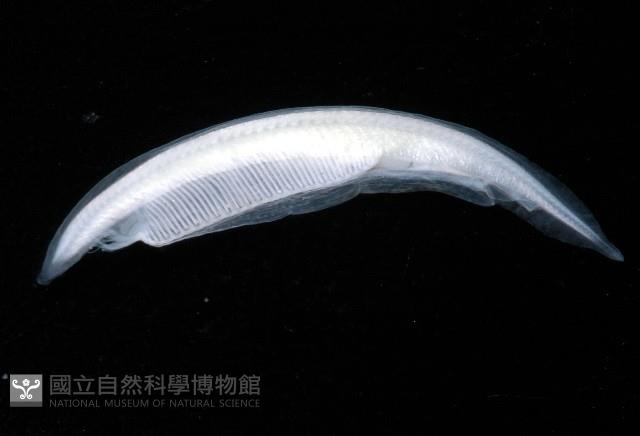 未知種文昌魚藏品圖，第3張