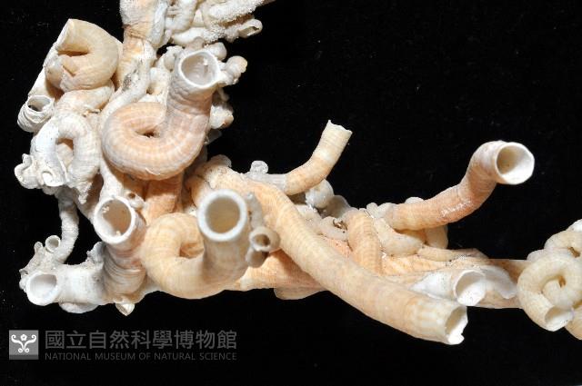 散子蛇螺藏品圖，第3張