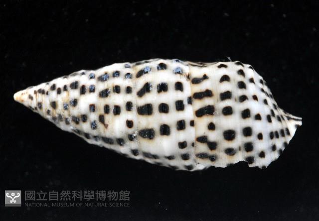 芝麻蟹守螺藏品圖，第3張