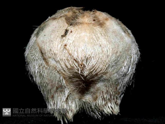 凹卵形(凹裂星)海膽藏品圖，第3張