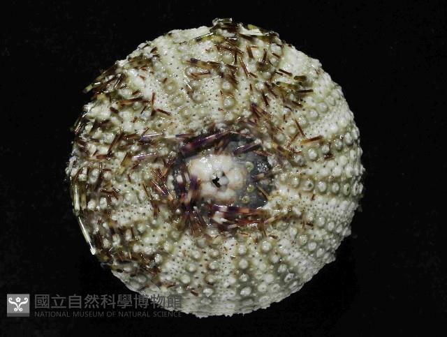 雜色角孔海膽藏品圖，第3張