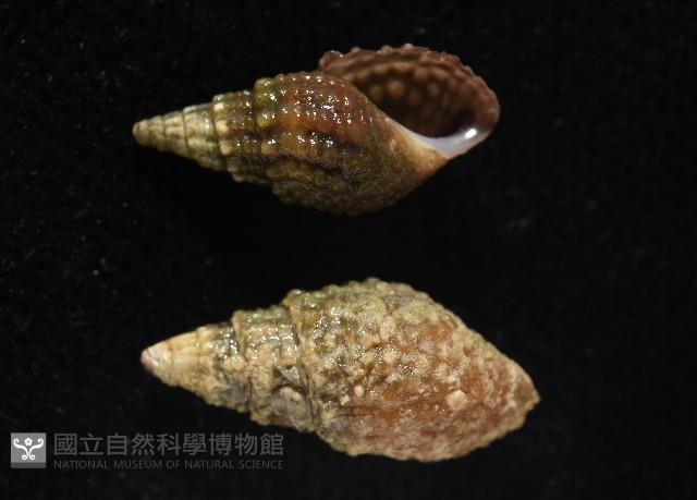 瘤蜷藏品圖，第3張