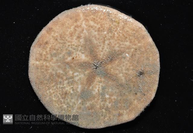 富士餅乾海膽藏品圖，第3張
