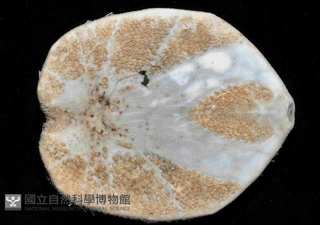 大脆心形海膽藏品圖，第3張