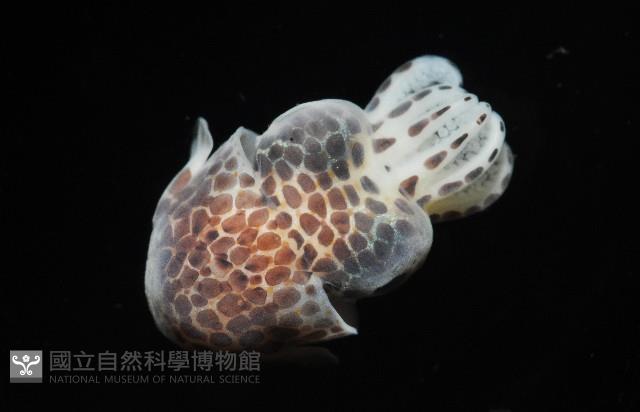 柏氏四盤耳烏賊藏品圖，第3張