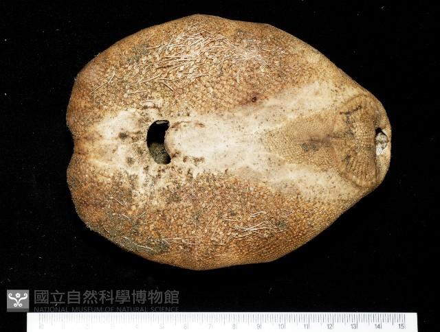 秀麗布萊海膽藏品圖，第3張