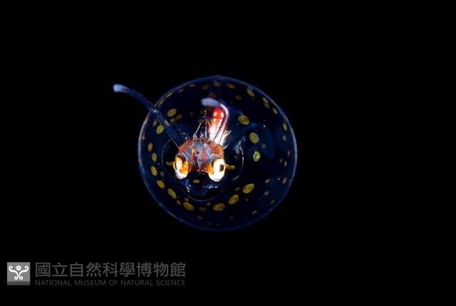 瓦爾迪瓦紡錘魷藏品圖，第3張
