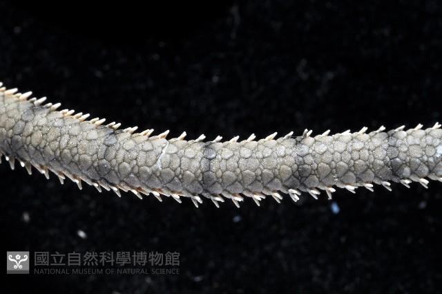 迭鱗片蛇尾藏品圖，第3張