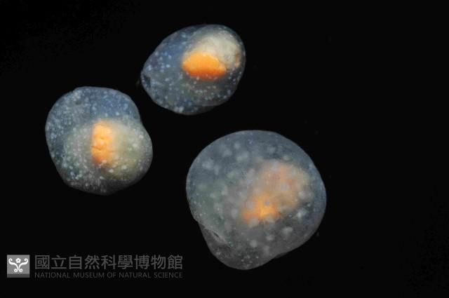球形水肌螺藏品圖，第3張