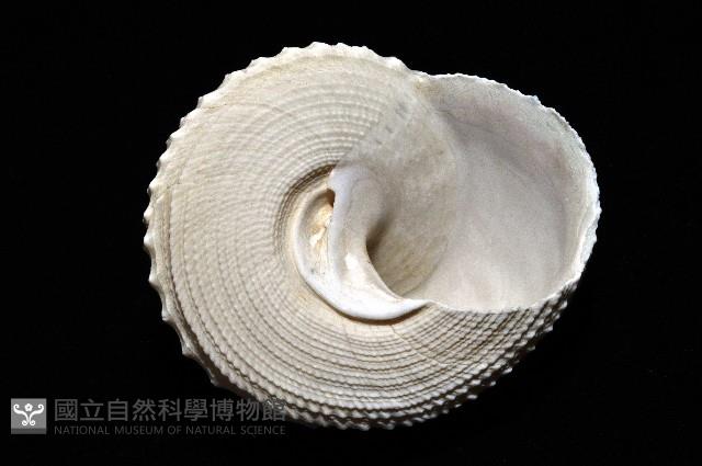 白鐘螺藏品圖，第3張