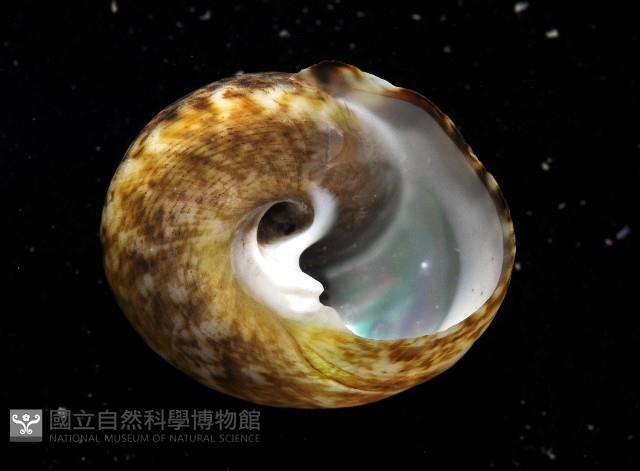 粗瘤黑鐘螺藏品圖，第3張