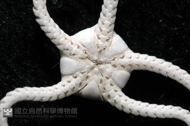深海粗蛇尾藏品圖，第3張