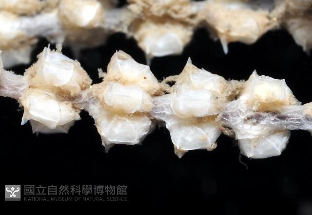 未知種深海原軟珊瑚藏品圖，第3張