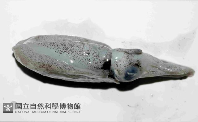 日本無針烏賊藏品圖，第3張