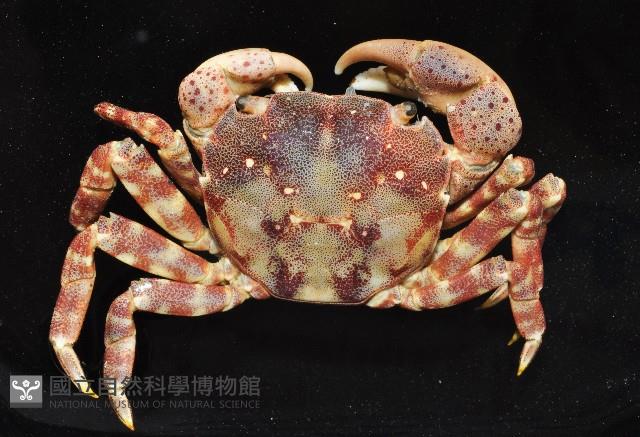 肉球近方蟹藏品圖，第3張