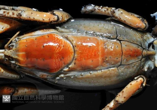 東沙海蛄蝦(新種)藏品圖，第3張