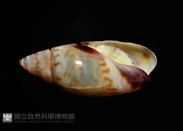 細小彈頭螺藏品圖，第3張