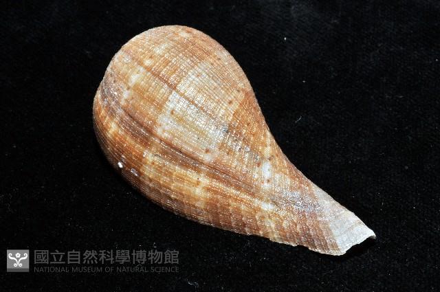 小枇杷螺藏品圖，第3張