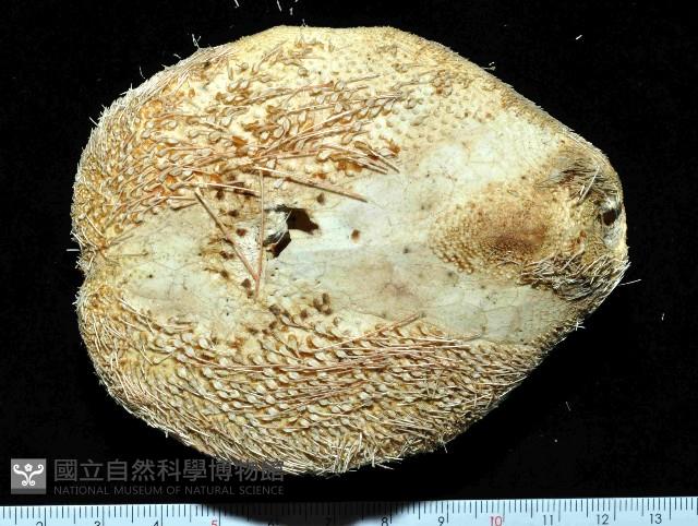 秀麗布萊海膽藏品圖，第3張