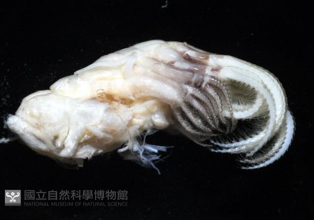 美麗笠藤壺藏品圖，第3張