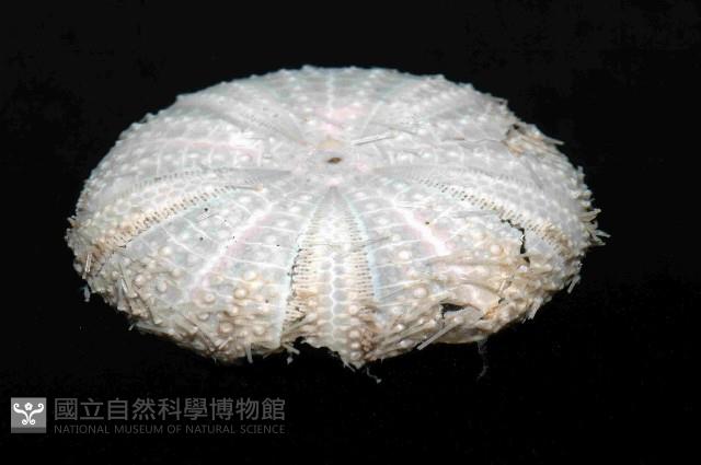 藍紫小肛海膽藏品圖，第3張