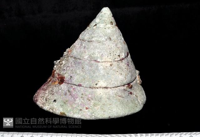 銀塔鐘螺藏品圖，第3張
