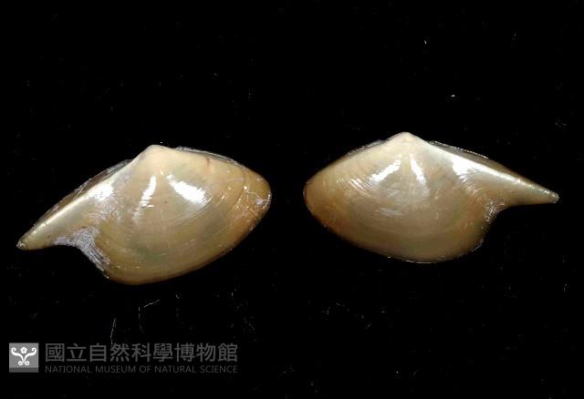 深淵馬刺蛤藏品圖，第3張