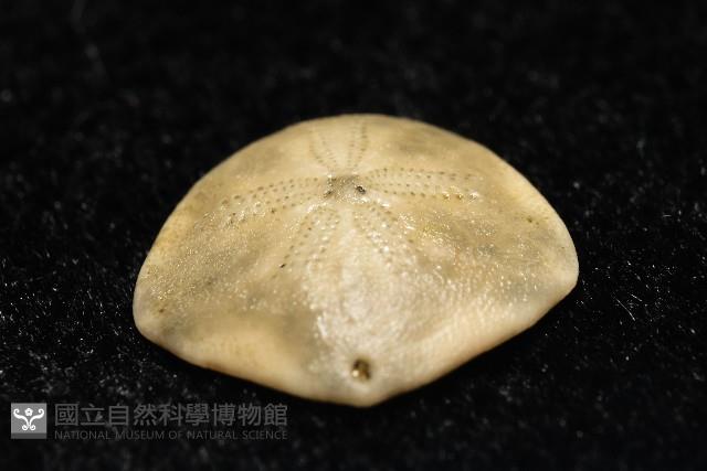 馬氏海錢(馬氏扣海膽)藏品圖，第3張