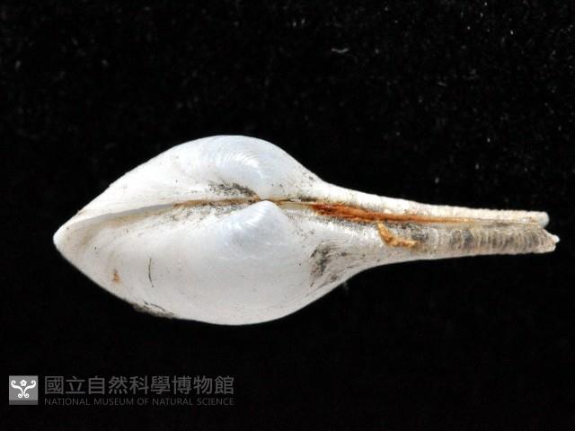 正杓蛤藏品圖，第3張
