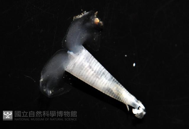 牛角蝶螺藏品圖，第3張