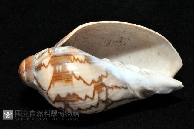 舞袖渦螺藏品圖，第3張