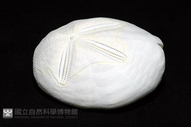 心形海壺藏品圖，第3張