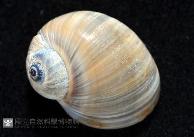 小灰玉螺藏品圖，第3張