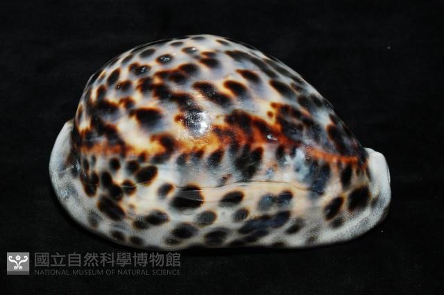 黑星寶螺藏品圖，第3張