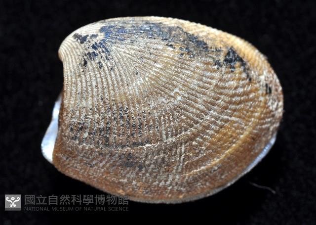 果核銀錦蛤藏品圖，第3張