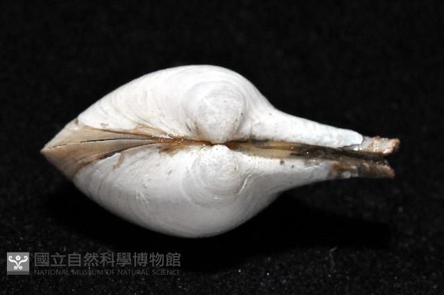 太平洋深淵杓蛤藏品圖，第3張