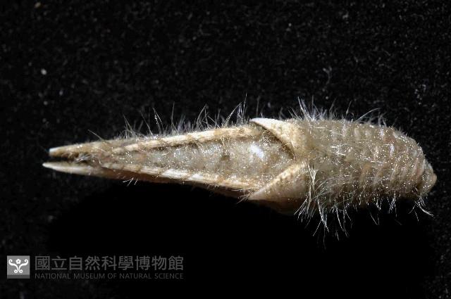 多毛三角鎧茗荷藏品圖，第3張