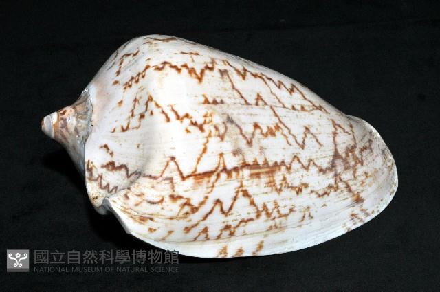 舞袖渦螺藏品圖，第3張