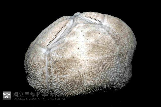 結實裂星海膽藏品圖，第3張