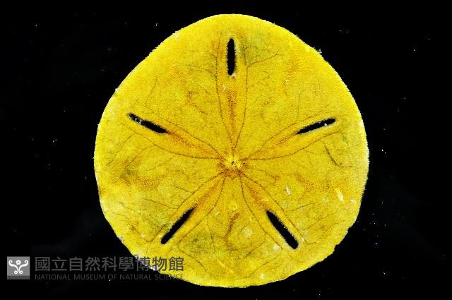 曼氏星盾(孔楯)海膽藏品圖，第3張