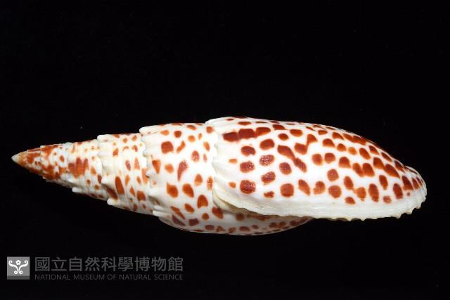大紅牙筆螺藏品圖，第3張