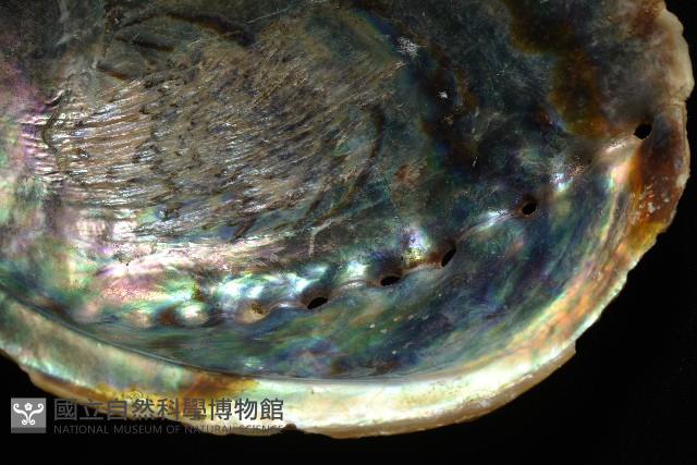孔雀鮑螺藏品圖，第3張