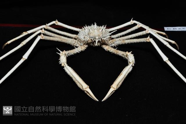 羚角密刺蟹藏品圖，第3張