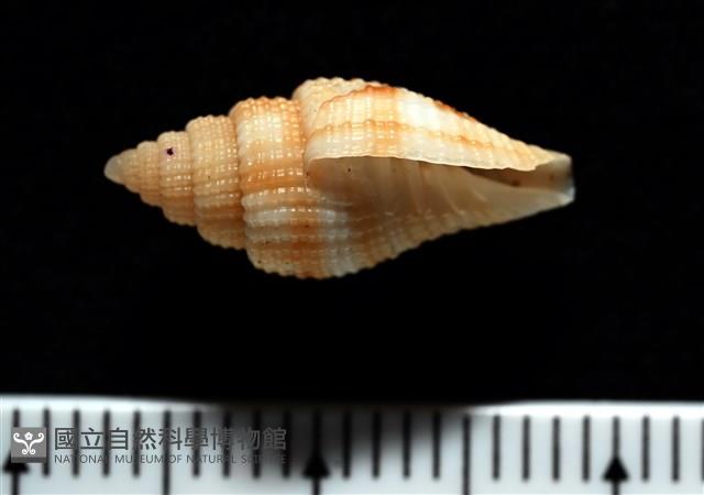 西非渦筆螺藏品圖，第3張