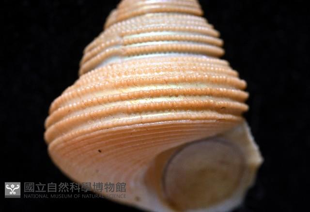 景林鐘螺藏品圖，第3張