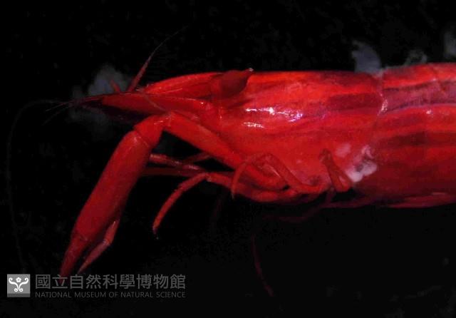 海羊齒共生長臂蝦之一種藏品圖，第3張