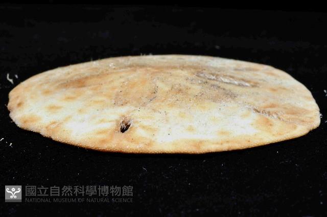 等格蜜餅海膽藏品圖，第3張