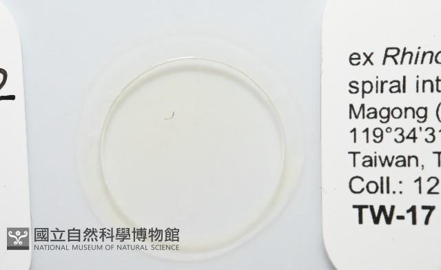 魚賁類絛蟲藏品圖，第3張
