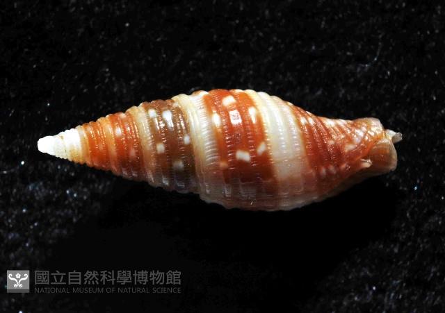 小珠筆螺藏品圖，第3張