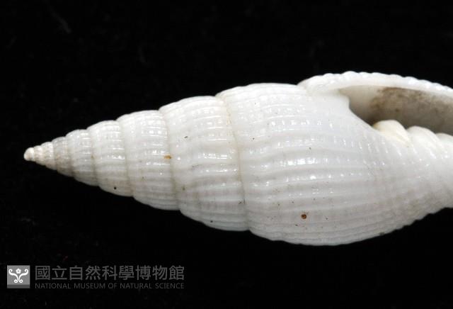 玉麟蛹筆螺藏品圖，第3張